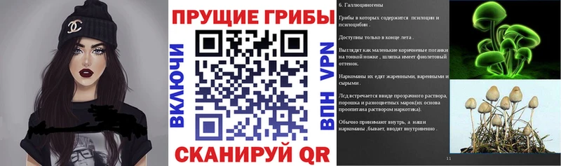 Галлюциногенные грибы Psilocybe  Купить закладки  Звенигово 